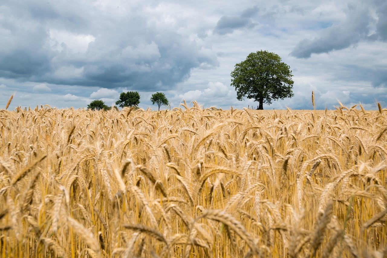 wheats