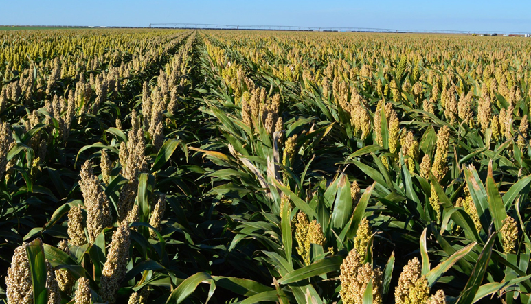 Sorghum